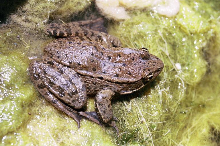 Rana draytonii Rana draytonii