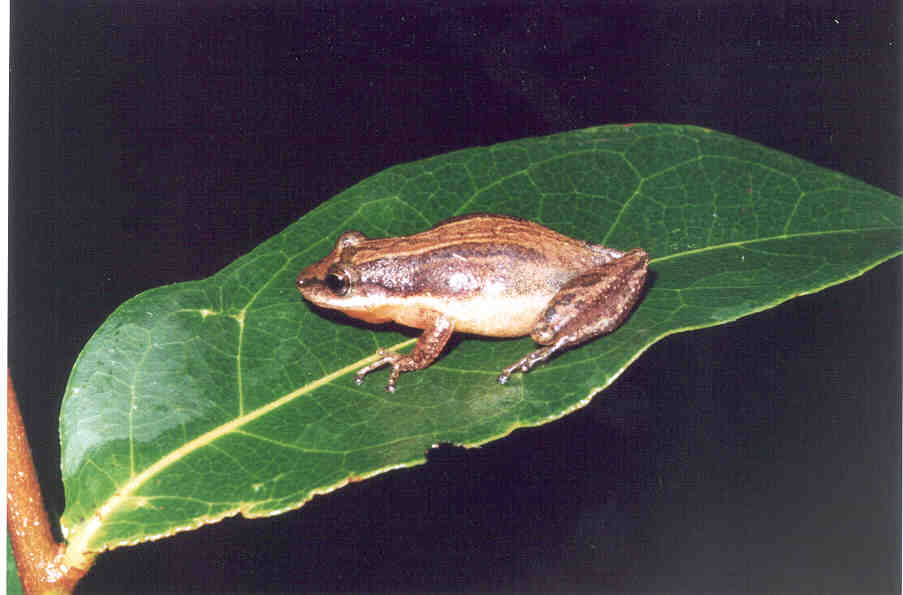 Scinax fuscomarginatus Scinax fuscomarginatus