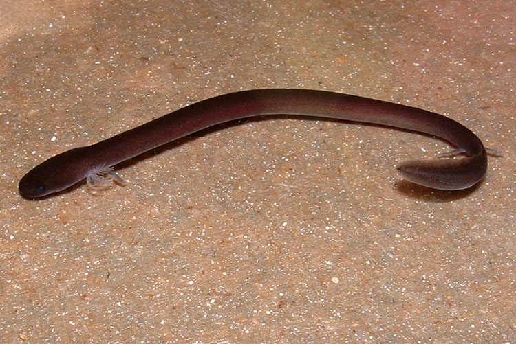 Amphiuma tridactylum