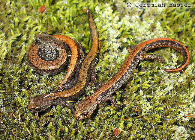 Plethodon larselli Plethodon larselli