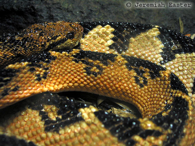 Lachesis muta Lachesis muta