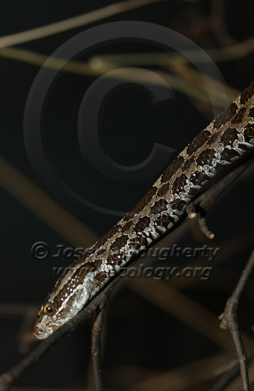 Sistrurus catenatus Sistrurus catenatus