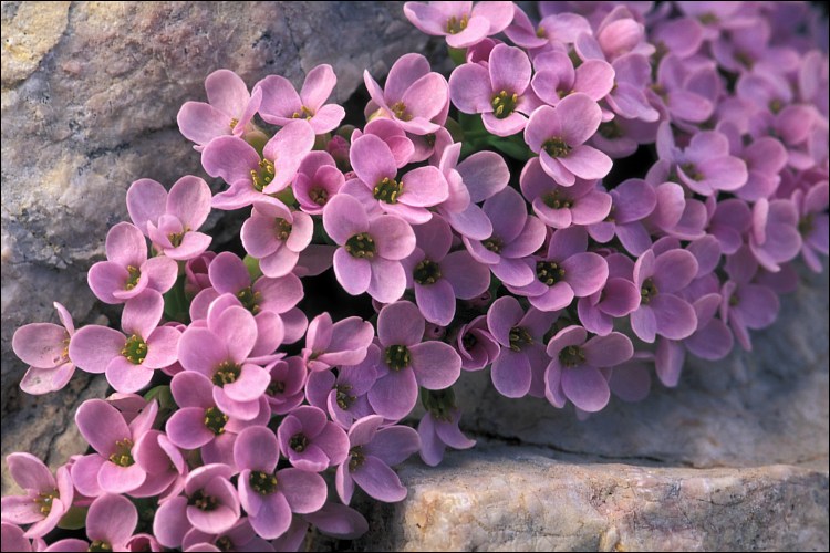 Thlaspi cepeaefolium ssp. rotundifolium