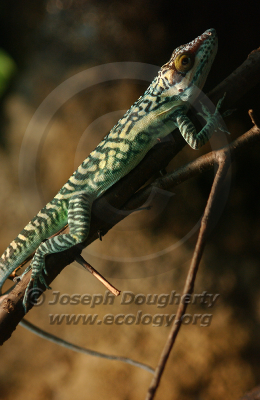 Anolis smallwoodi palardis Anolis smallwoodi palardis