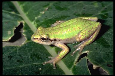 Hyperolius kivuensis Hyperolius kivuensis
