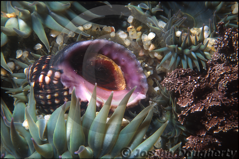 Nucella emarginata Nucella emarginata
