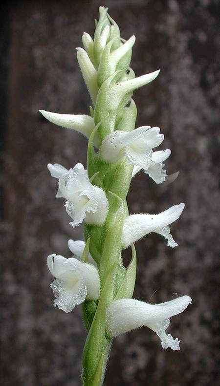 Spiranthes cernua ssp. chadds ford