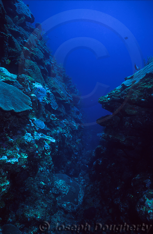 Deep coral reef canyon with shelf corals.