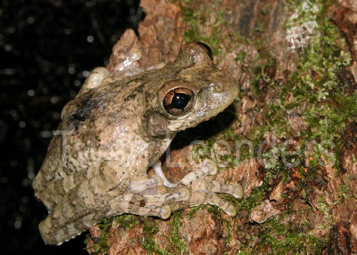 Osteopilus vastus Osteopilus vastus