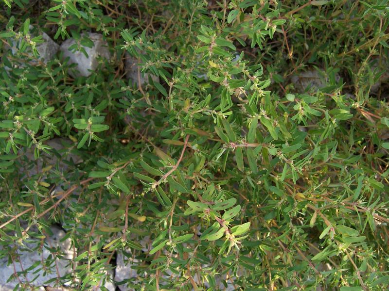 Chamaesyce maculata
