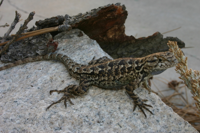 Sceloporus occidentalis Sceloporus occidentalis