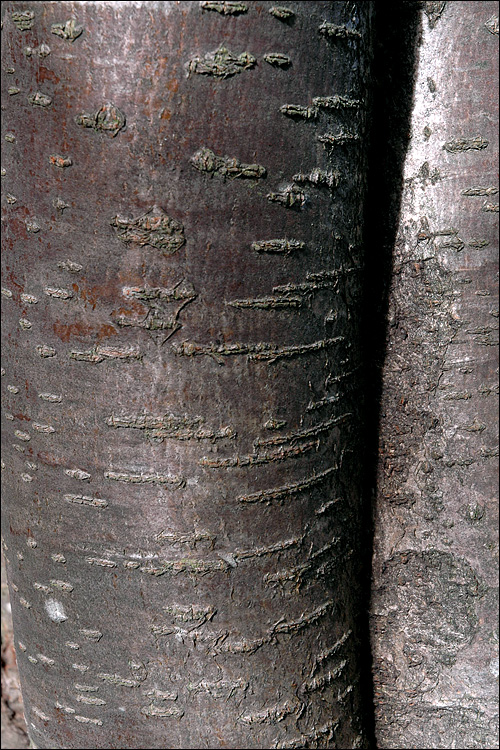 Sorbus aucuparia ssp. aucuparia