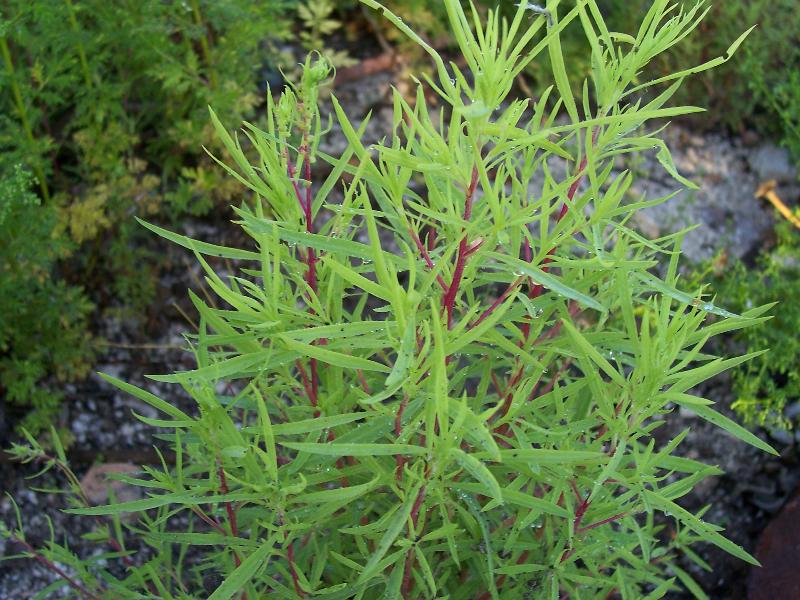 Kochia scoparia