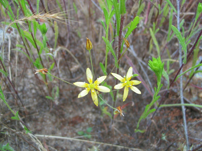 Bloomeria clevelandii