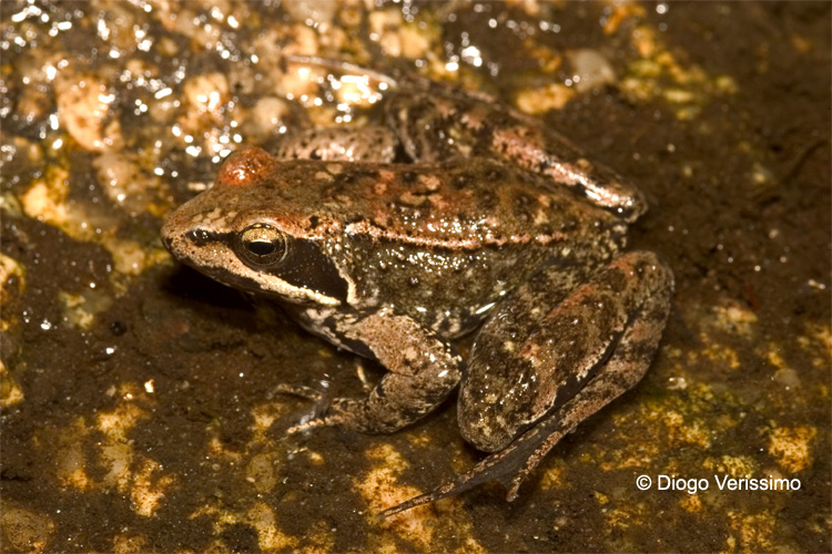 Rana iberica Rana iberica