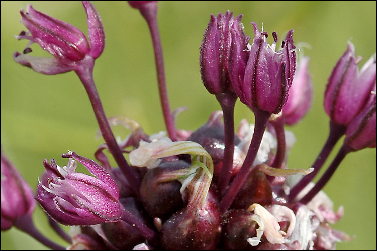 Allium scorodoprasum ssp. scorodoprasum