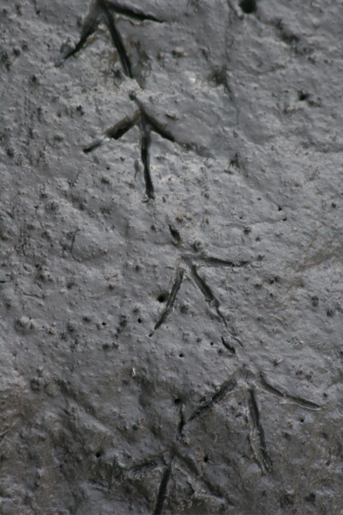 Rallus obsoletus Rallus obsoletus
