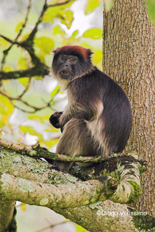 Piliocolobus badius Piliocolobus badius