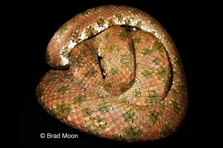 Tropidophis haetianus Tropidophis haetianus