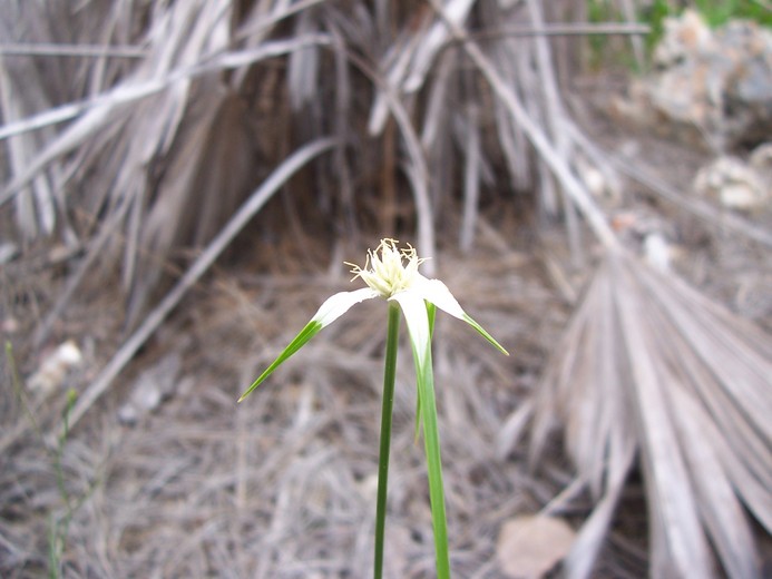 Rhynchospora floridensis