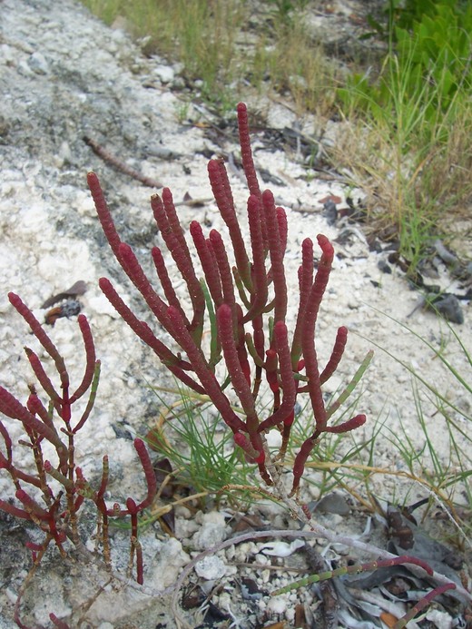 Salicornia perennis