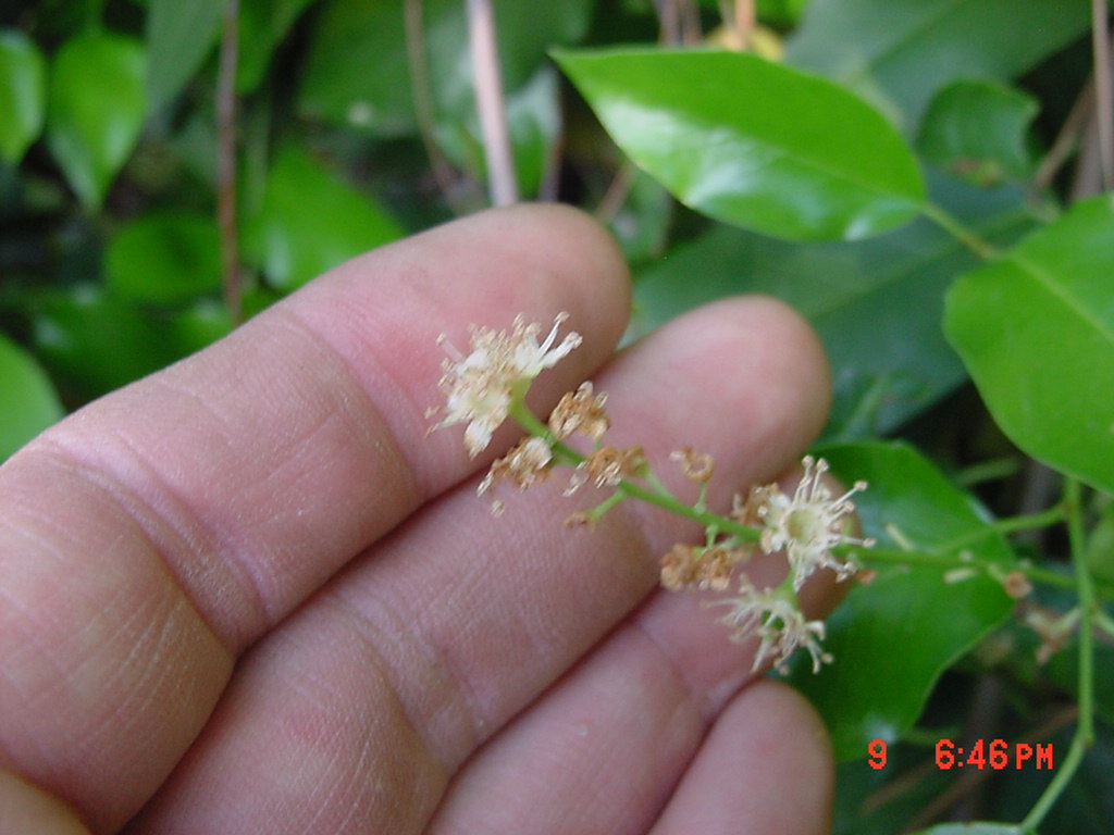 Prunus ilicifolia