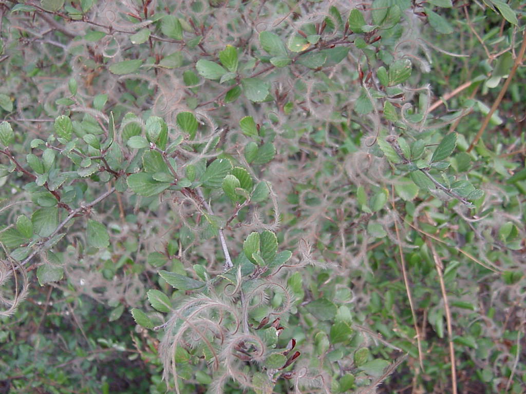 Cercocarpus betuloides