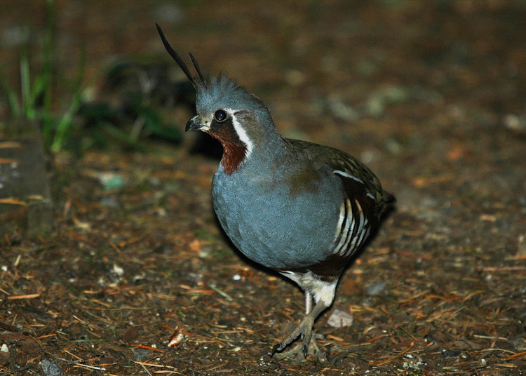 Oreortyx pictus Oreortyx pictus