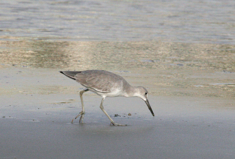 Tringa semipalmata Tringa semipalmata