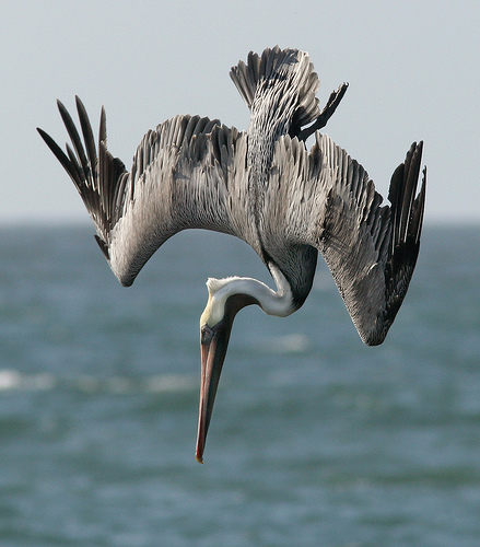 Pelecanus occidentalis californicus Pelecanus occidentalis californicus