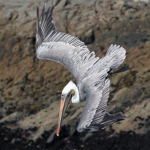 Pelecanus occidentalis californicus Pelecanus occidentalis californicus