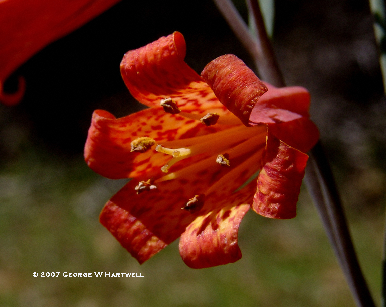 Fritillaria recurva