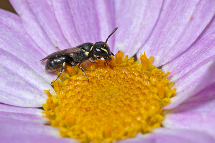 Hylaeus sp. Hylaeus sp.