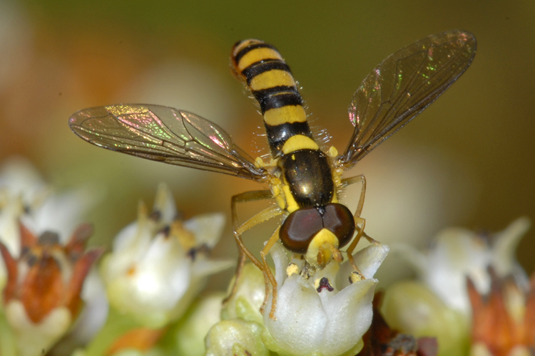 Sphaerophoria sp. Sphaerophoria sp.