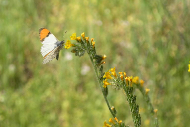 Anthocharis sara Anthocharis sara
