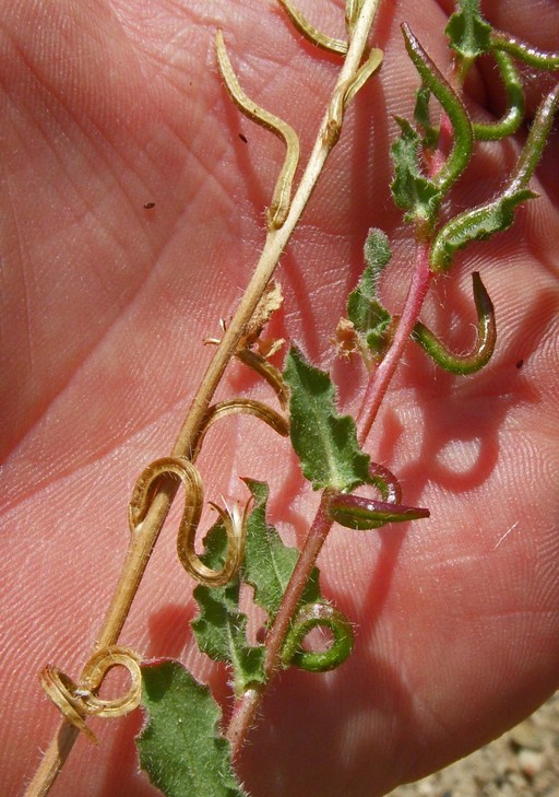 Camissoniopsis intermedia