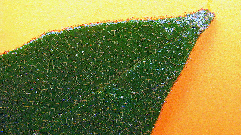 Solanum rufescens image