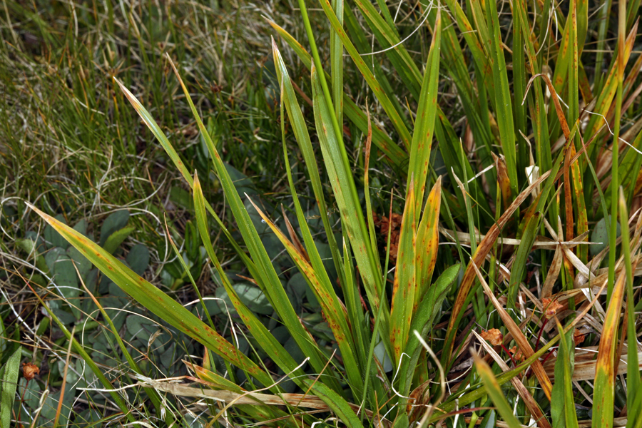 Carex fissuricola