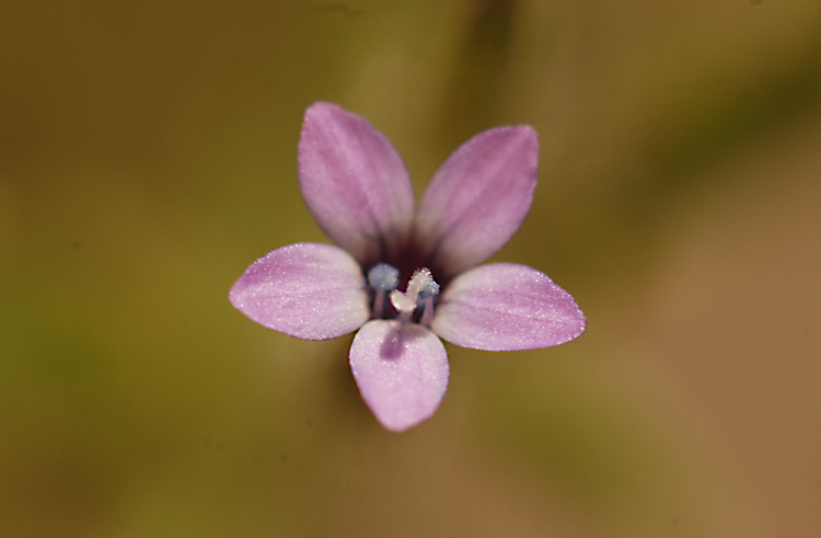 Allophyllum gilioides ssp. violaceum