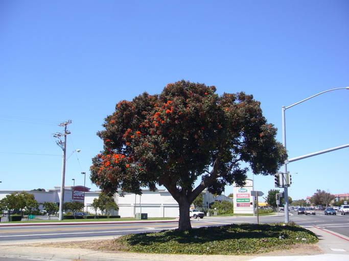 Eucalyptus ficifolia