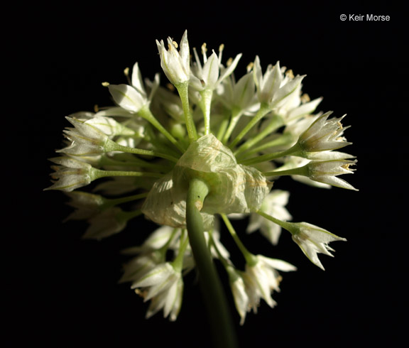 Allium lacunosum var. micranthum
