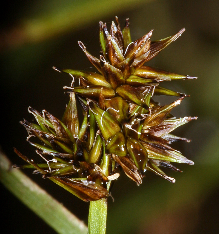 Carex illota
