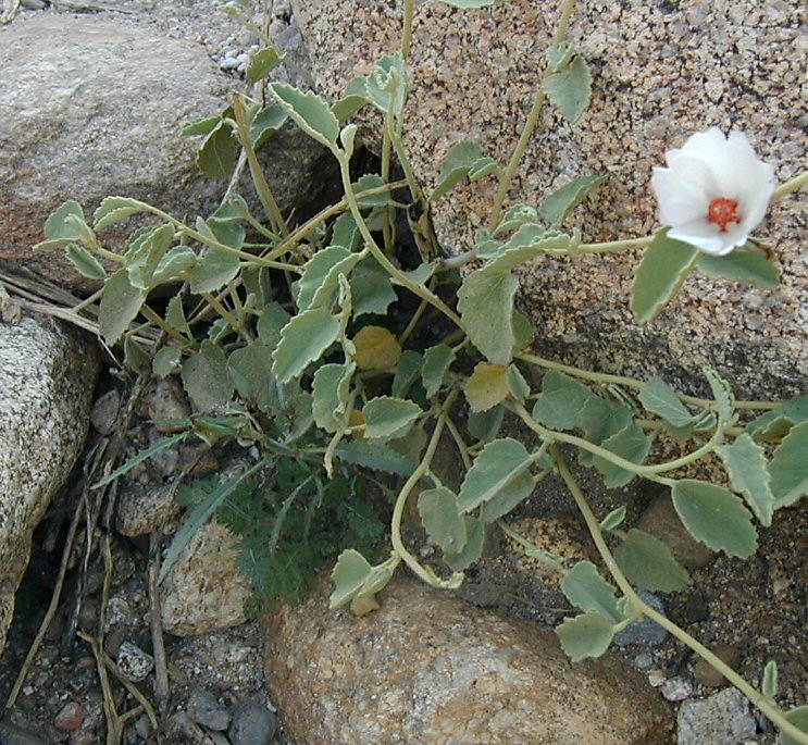 PlantFiles Pictures: Hibiscus Species, Paleface, Rock 