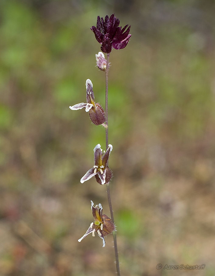 Streptanthus insignis ssp. insignis