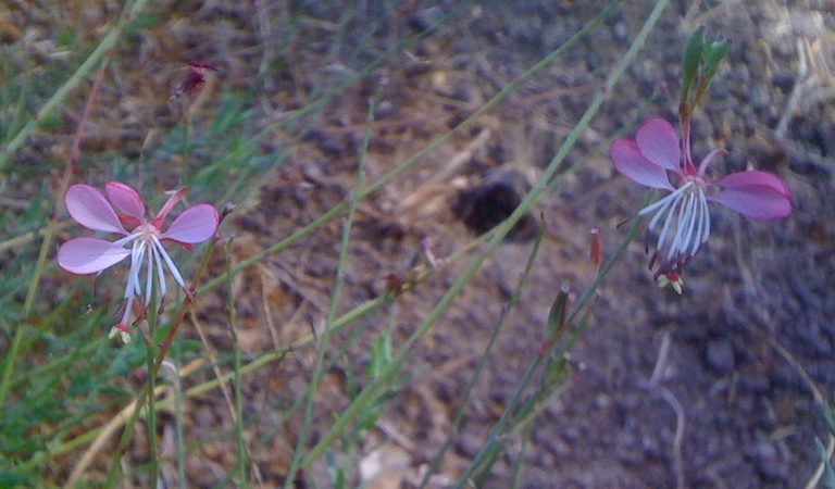 Oenothera sinuosa