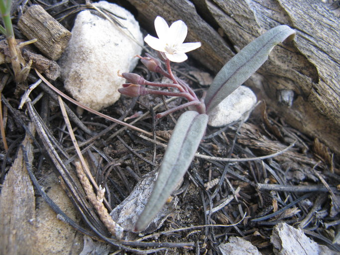 Claytonia lanceolata
