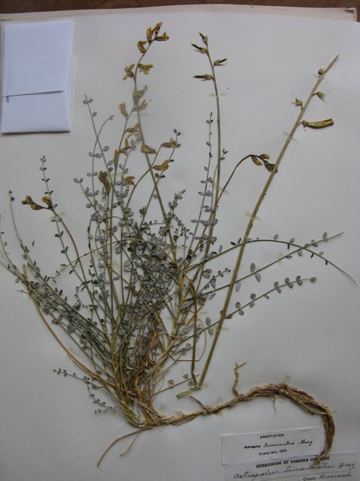 Astragalus tricarinatus