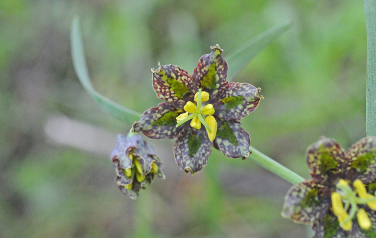 Fritillaria affinis