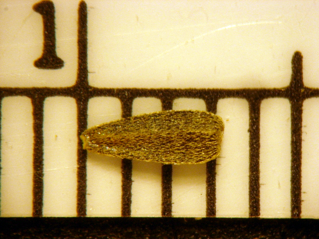 Monolopia lanceolata