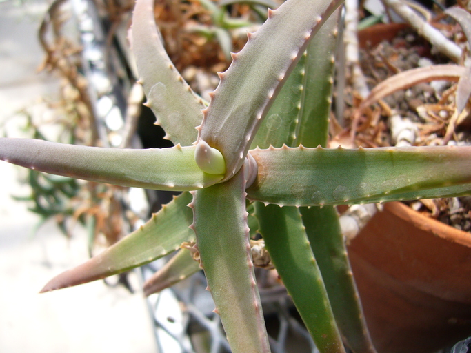 Aloe cremnophila image